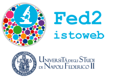 Fed2istoweb - webscope - Università degli Studi di Napoli Federico II